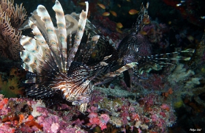 Maldives 2021 - Rascasse volante - Red lionfish - Pterois miles - DSC00349_rc